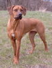 Rhodesian Ridgeback Hund