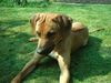 Rhodesian Ridgeback Foto: ahhh..da krabelt was an mir hoch...Frauchen sagt,dass ist doch nur ne Ameise,aber man weiss ja nie ob sowas nicht doch beisst... (ID 20984) Rhodesian Ridgeback Hund