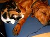 Rhodesian Ridgeback Foto: freunde für´s leben! (ID 16950) Rhodesian Ridgeback Hund