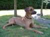 Rhodesian Ridgeback Foto: Barun im Garten (ID 22509) Rhodesian Ridgeback Hund