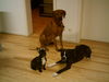 Rhodesian Ridgeback Hund