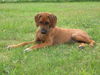 Rhodesian Ridgeback Foto: Rüde, 3 Monate (ID 30616) Rhodesian Ridgeback Hund