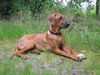 Rhodesian Ridgeback Foto: Rüde, 5 Monate (ID 30615) Rhodesian Ridgeback Hund