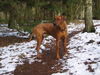 Rhodesian Ridgeback Foto: Rüde, 1 Jahr (ID 30617) Rhodesian Ridgeback Hund