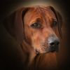 Rhodesian Ridgeback Hund