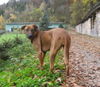 Rhodesian Ridgeback Hund