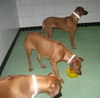 Rhodesian Ridgeback Foto: Jala und ihre Schwestern 7 Monate (ID 45604) Rhodesian Ridgeback Hund