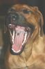 Rhodesian Ridgeback Foto: Buuaa - ich will will dir fressen... (ID 30159) Rhodesian Ridgeback Hund