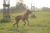 Rhodesian Ridgeback Foto: Achtung, ich komme! (ID 24939) Rhodesian Ridgeback Hund