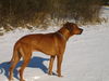 Rhodesian Ridgeback Foto: Deckrüde...hält Ausschau :-) 03622/907445 (ID 45779) Rhodesian Ridgeback Hund