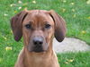 Rhodesian Ridgeback Foto: Indra im Alter von 8 Monaten (ID 46467) Rhodesian Ridgeback Hund