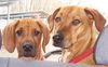 Rhodesian Ridgeback Foto: Jack und Lia (ID 17797) Rhodesian Ridgeback Hund