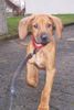 Rhodesian Ridgeback Foto: Jack (ID 17799) Rhodesian Ridgeback Hund