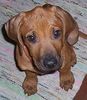 Rhodesian Ridgeback Foto: Baby-Jacko 10 wochen.... (ID 30039) Rhodesian Ridgeback Hund