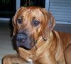 Rhodesian Ridgeback Foto (ID 28623) Rhodesian Ridgeback Hund