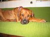 Rhodesian Ridgeback Foto (ID 29903) Rhodesian Ridgeback Hund