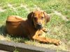 Rhodesian Ridgeback Hund