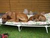 Rhodesian Ridgeback Hund