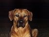 Rhodesian Ridgeback Foto: Yamba (ID 4808) Rhodesian Ridgeback Hund