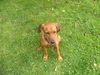 Rhodesian Ridgeback Foto: BAH (ID 17494) Rhodesian Ridgeback Hund