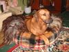 Rhodesian Ridgeback Hund