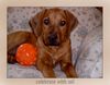 Rhodesian Ridgeback Foto: Kariba of Mombasa (ID 11039) Rhodesian Ridgeback Hund