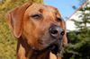 Rhodesian Ridgeback Foto: ASCHIQ ist müde (ID 30369) Rhodesian Ridgeback Hund