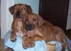 Rhodesian Ridgeback Foto: Lia und Jack (ID 17696) Rhodesian Ridgeback Hund