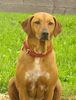 Rhodesian Ridgeback Foto: Lia.....Jack´s Freundin..... (ID 30038) Rhodesian Ridgeback Hund