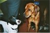 Rhodesian Ridgeback Foto: BANTOU VOM SEE UND SEINE SÜSSE FREUNDIN LUNA (ID 11805) Rhodesian Ridgeback Hund