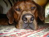 Rhodesian Ridgeback Foto: Was ist denn ???? (ID 31373) Rhodesian Ridgeback Hund