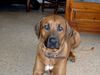 Rhodesian Ridgeback Foto: Bandit (ID 17847) Rhodesian Ridgeback Hund