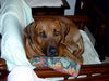 Rhodesian Ridgeback Foto: Bandit im Urlaub (ID 17848) Rhodesian Ridgeback Hund