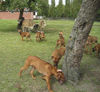 Rhodesian Ridgeback Foto: Jala mit Geschwister 4 Monate (ID 45606) Rhodesian Ridgeback Hund
