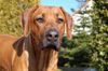 Rhodesian Ridgeback Foto: Aschiq von Angkor (ID 30579) Rhodesian Ridgeback Hund