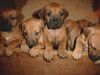 Rhodesian Ridgeback Foto: 6 Wochen alte Welpen (ID 2597) Rhodesian Ridgeback Hund