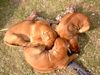 Rhodesian Ridgeback Foto: Flotter Dreier (ID 15315) Rhodesian Ridgeback Hund