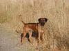 Rhodesian Ridgeback Foto: Otis mit ca. 2 1/2 Jahren (ID 15735) Rhodesian Ridgeback Hund