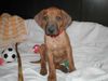 Rhodesian Ridgeback Foto: unser Akimba (ID 19514) Rhodesian Ridgeback Hund