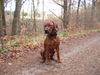 Rhodesian Ridgeback Hund