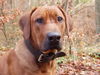 Rhodesian Ridgeback Hund