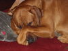Rhodesian Ridgeback Hund