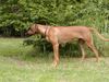 Rhodesian Ridgeback Foto: Andra hat etwas erspäht. (ID 15766) Rhodesian Ridgeback Hund