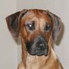 Rhodesian Ridgeback Foto: Aya Winsome Lobkovice (ID 5921) Rhodesian Ridgeback Hund