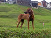Rhodesian Ridgeback Hund