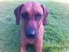 Rhodesian Ridgeback Hund