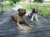 Rhodesian Ridgeback Foto: Bitte recht freundlich.... (ID 32935) Rhodesian Ridgeback Hund