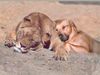 Rhodesian Ridgeback Foto: Wahre Freunde (ID 11094) Rhodesian Ridgeback Hund
