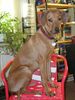 Rhodesian Ridgeback Foto: Rani bei der Arbeit (ID 18762) Rhodesian Ridgeback Hund