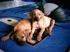 Rhodesian Ridgeback Foto: Ganja und Kimba (ID 11249) Rhodesian Ridgeback Hund